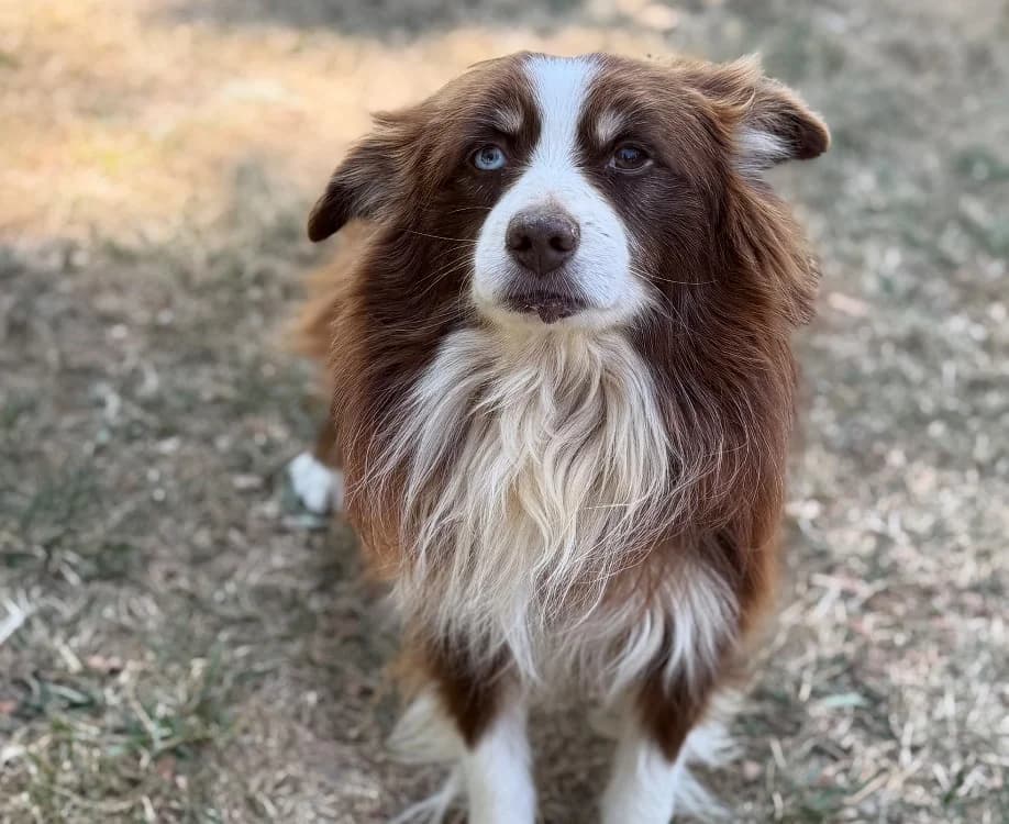 Noe, male senior mixed breed for adoption at SPA Compiègne, Compiègne