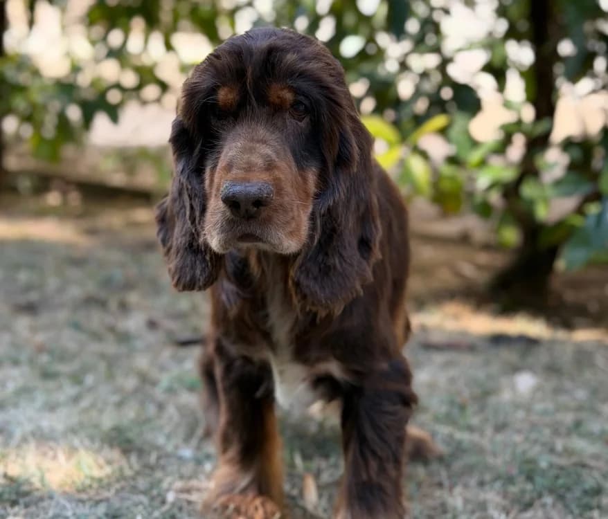 Ruby, female 6yo Cocker Spaniel for adoption at SPA Compiègne, Compiègne