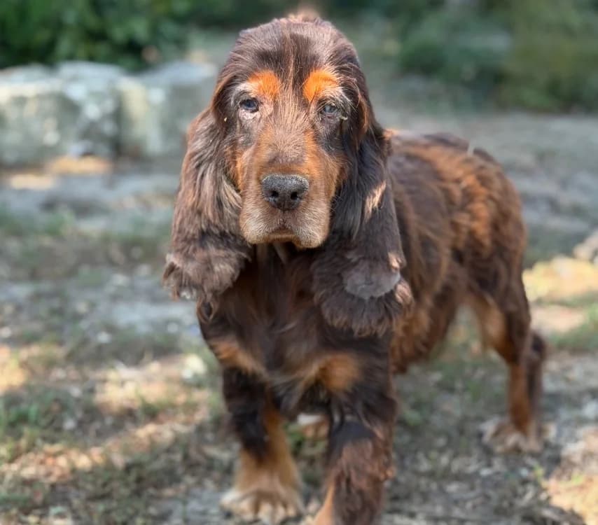 Rihanna, female 6yo Cocker Spaniel for adoption at SPA Compiègne, Compiègne