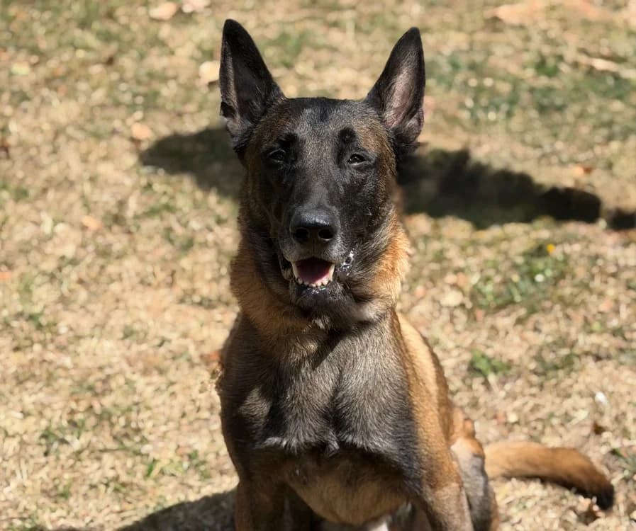 Seven, male 4yo Belgian Malinois for adoption at SPA Compiègne, Compiègne