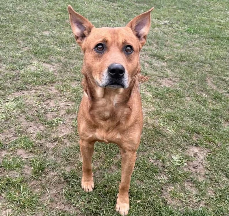 Dingo, male 4yo Mixed Breed for adoption at SPA Compiègne, Compiègne
