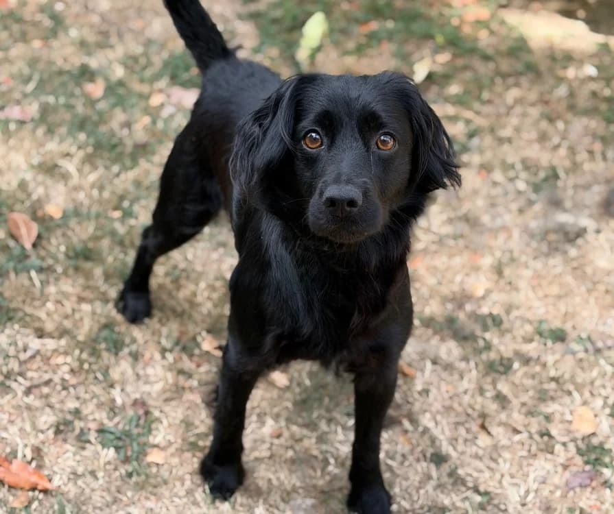 Sam, male 5yo Mixed Breed for adoption at SPA Compiègne, Compiègne