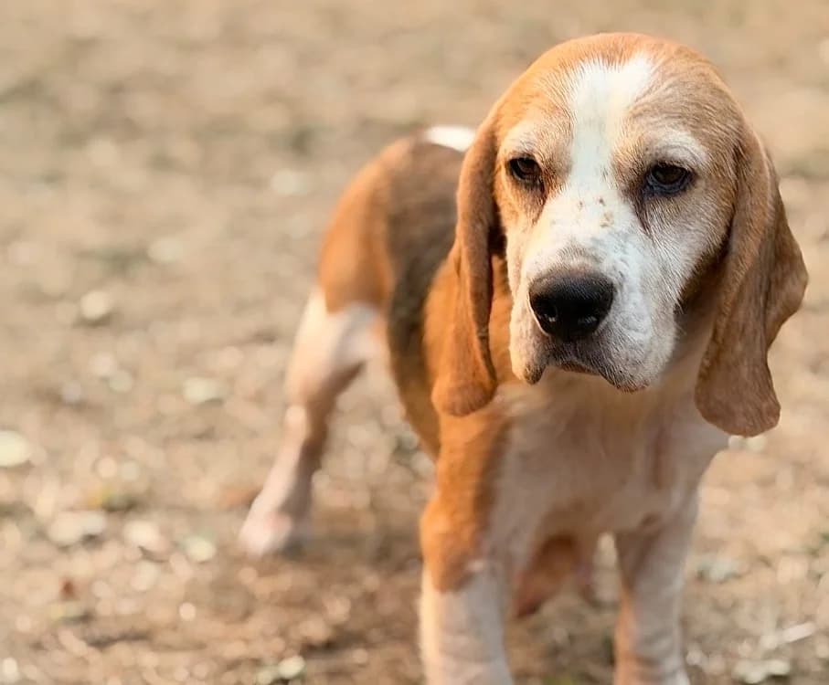 Rose, female 6yo Beagle for adoption at SPA Compiègne, Compiègne