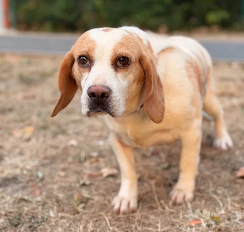 Suzette, female 5yo Beagle for adoption at SPA Compiègne, Compiègne