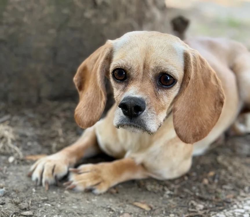 Brise, female 5yo Mixed Breed for adoption at SPA Compiègne, Compiègne