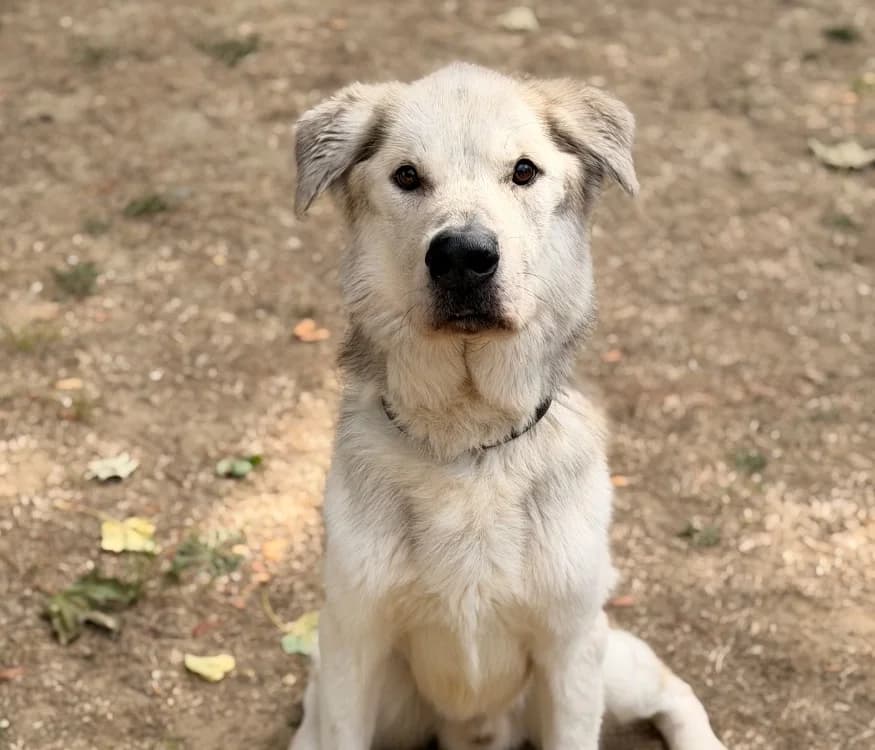 Tyson, male 6yo Labrador Retriever for adoption at SPA Compiègne, Compiègne