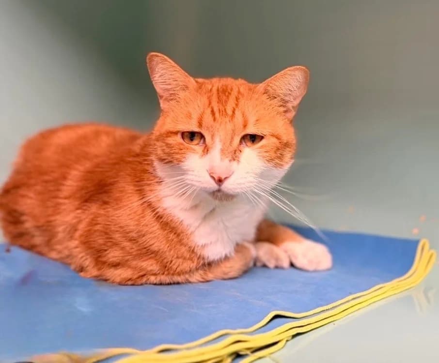 Berlioz, male 4yo Mixed Breed for adoption at SPA Compiègne, Compiègne