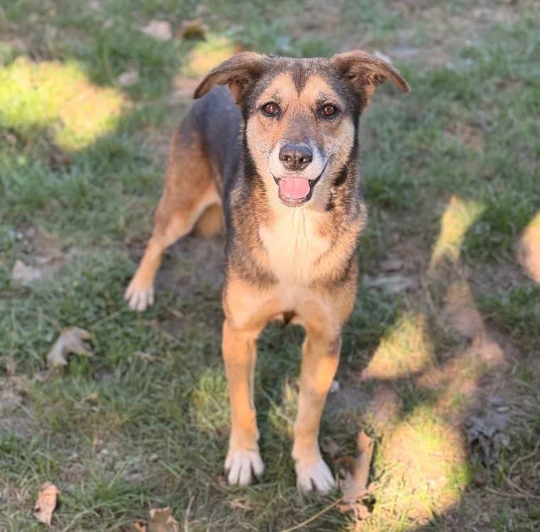 Calina, female 7yo Mixed Breed for adoption at SPA Compiègne, Compiègne