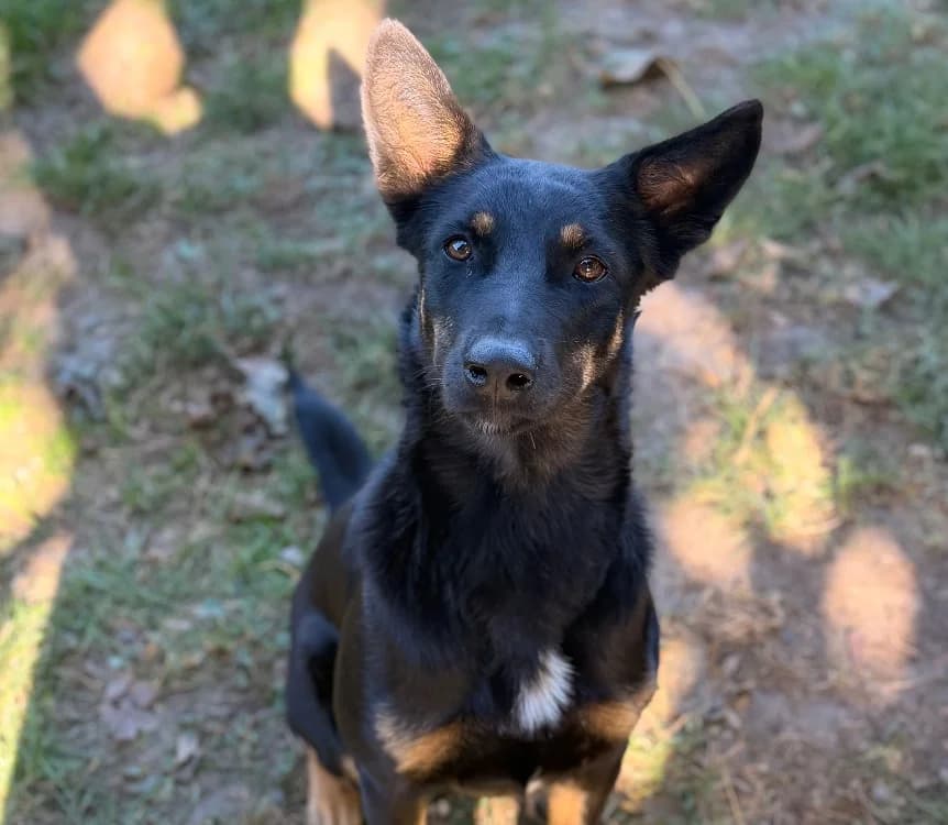 Colette, female young Mixed Breed for adoption at SPA Compiègne, Compiègne