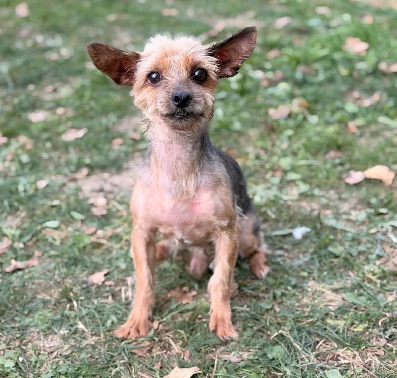 Gatsby, male senior Yorkshire Terrier for adoption at SPA Compiègne, Compiègne