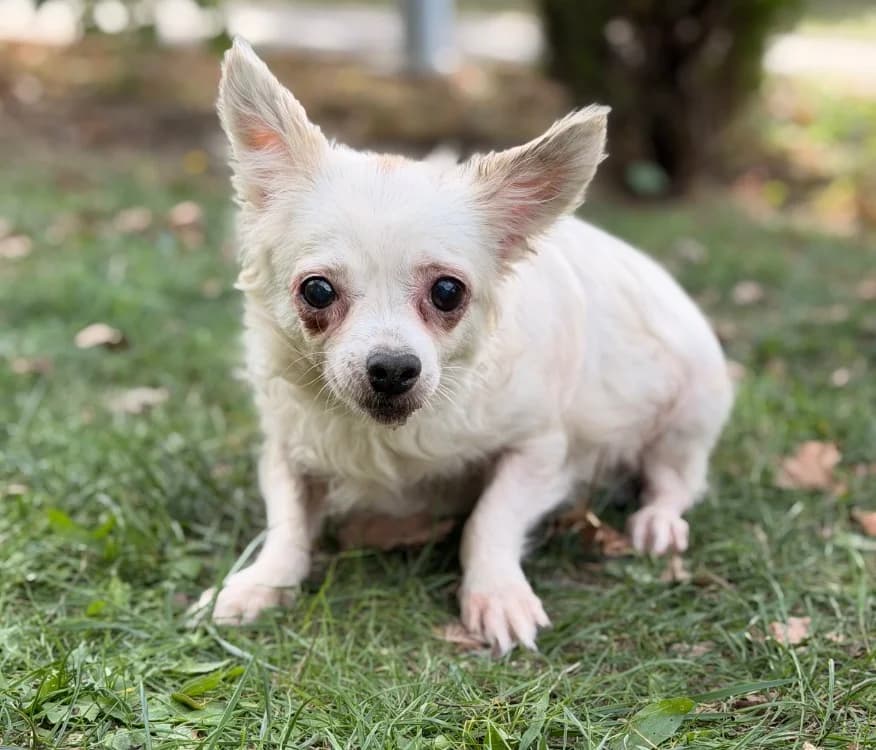 Toundra, female senior Chihuahua for adoption at SPA Compiègne, Compiègne