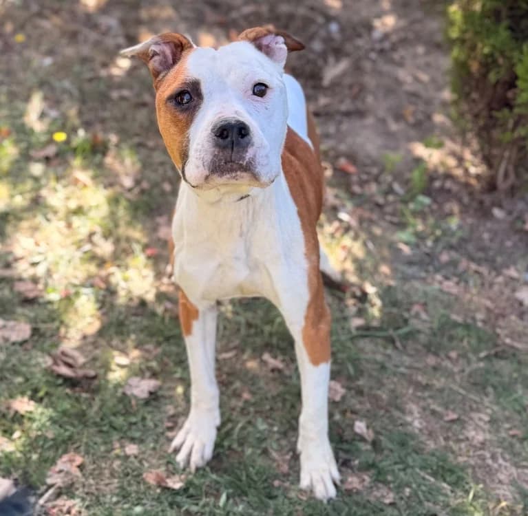 Raya, female 6yo American Staffordshire Terrier for adoption at SPA Compiègne, Compiègne