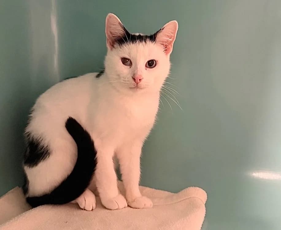 Swan, female 6yo Mixed Breed for adoption at SPA Compiègne, Compiègne