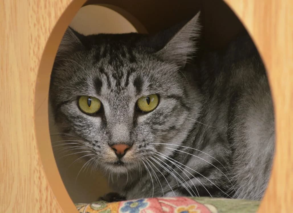 Valois, male 4yo Mixed Breed for adoption at SPA Compiègne, Compiègne