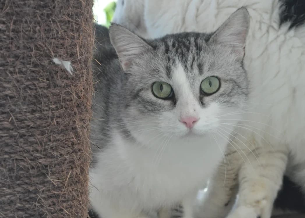 Végas, male 4yo Mixed Breed for adoption at SPA Compiègne, Compiègne