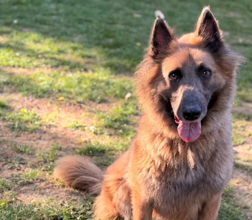 Teddy, male 4yo Belgian Tervuren for adoption at SPA Compiègne, Compiègne