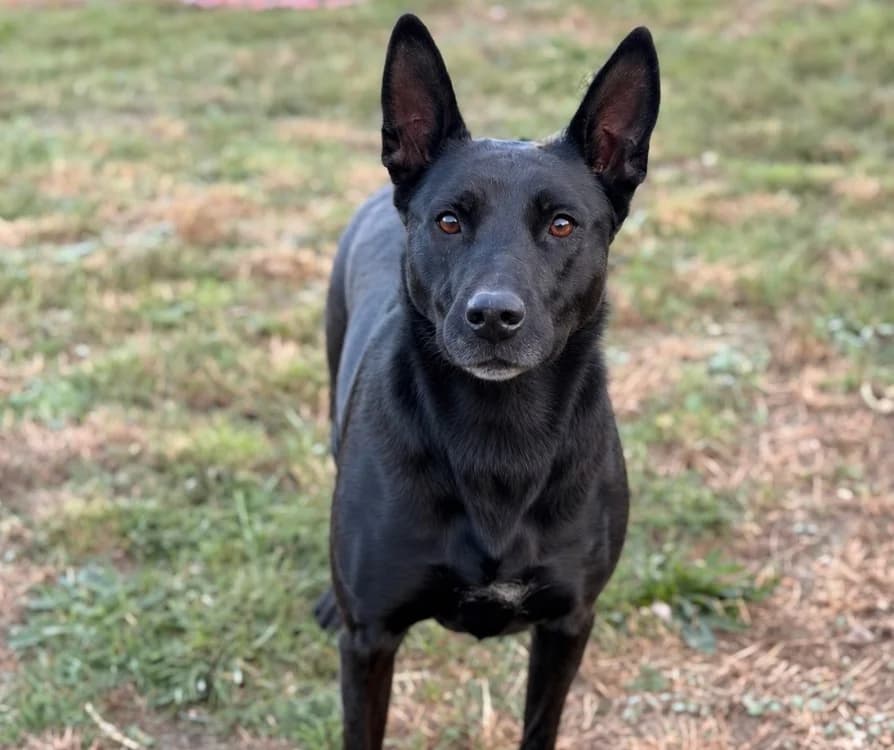 Serena, female 5yo mixed breed for adoption at SPA Compiègne, Compiègne