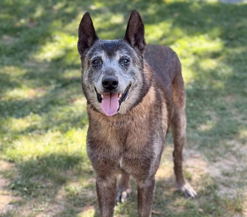 Raoul, male senior Belgian Malinois for adoption at SPA Compiègne, Compiègne