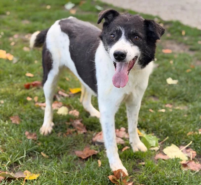 Andye, female senior mixed breed for adoption at SPA Compiègne, Compiègne