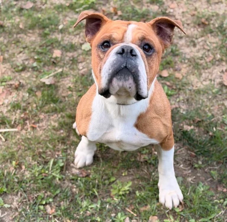 Romeo, male 6yo English Bulldog for adoption at SPA Compiègne, Compiègne