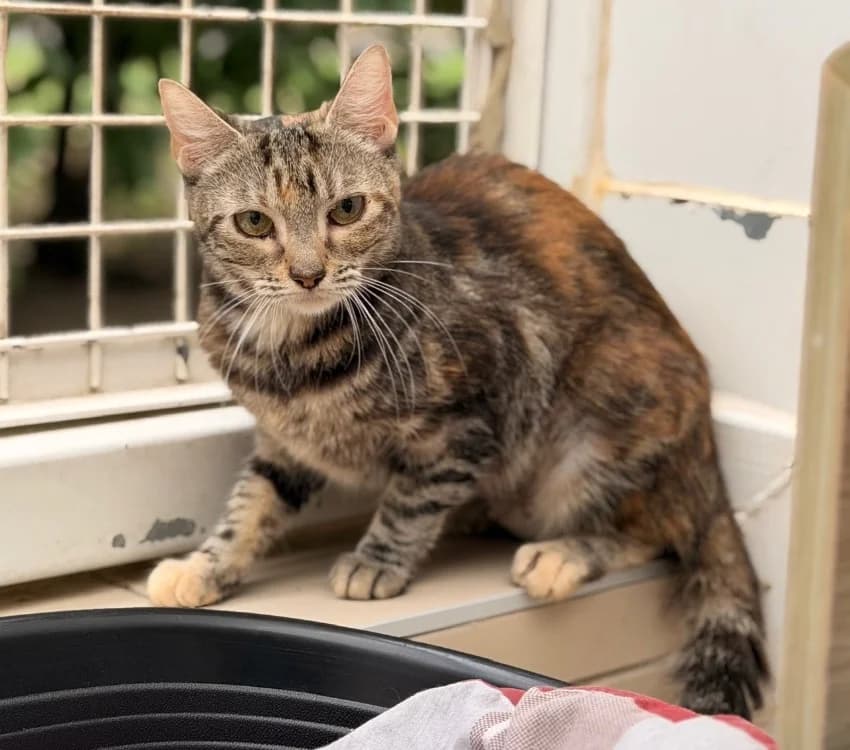 Marge, female young Mixed Breed for adoption at SPA Compiègne, Compiègne