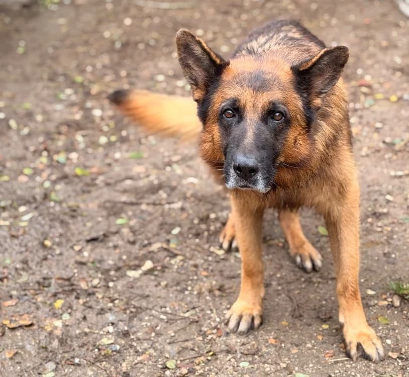 Obi-Wan, male senior German Shepherd for adoption at SPA Compiègne, Compiègne