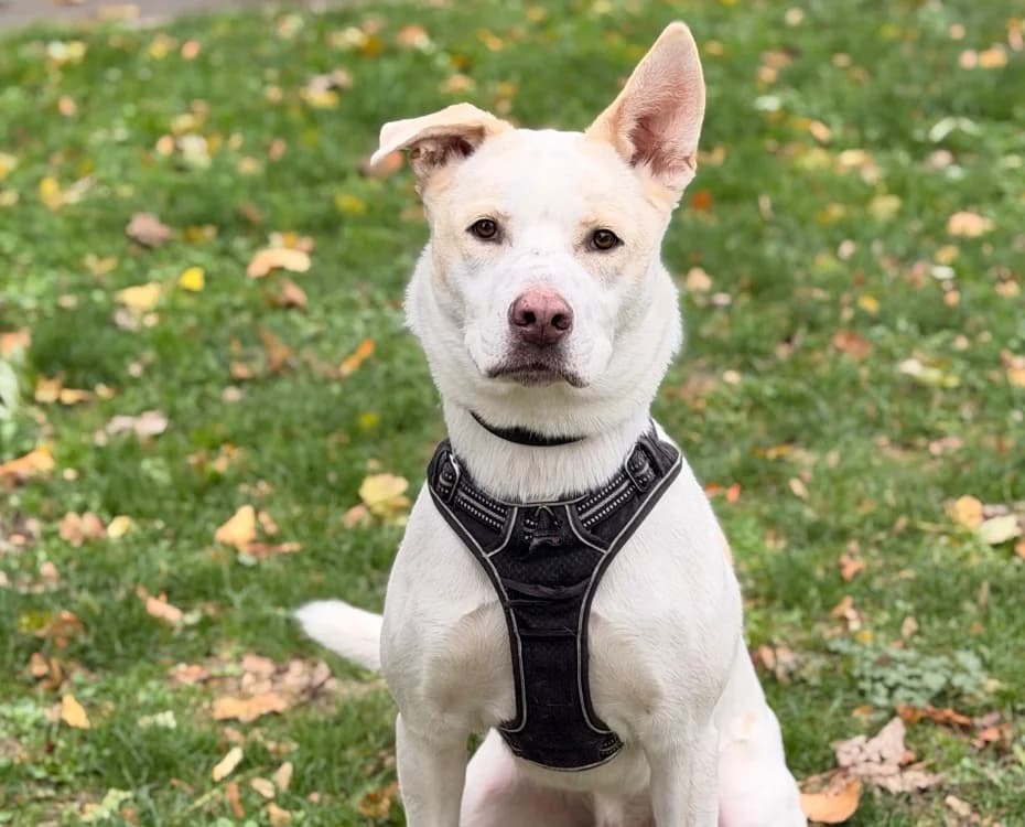 Riley, male 3yo mixed breed for adoption at SPA Compiègne, Compiègne