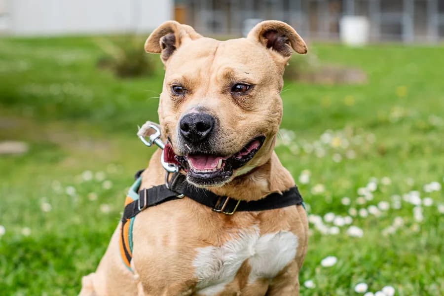 OSLO, male senior Mixed Breed for adoption at SPA Crozon, Crozon