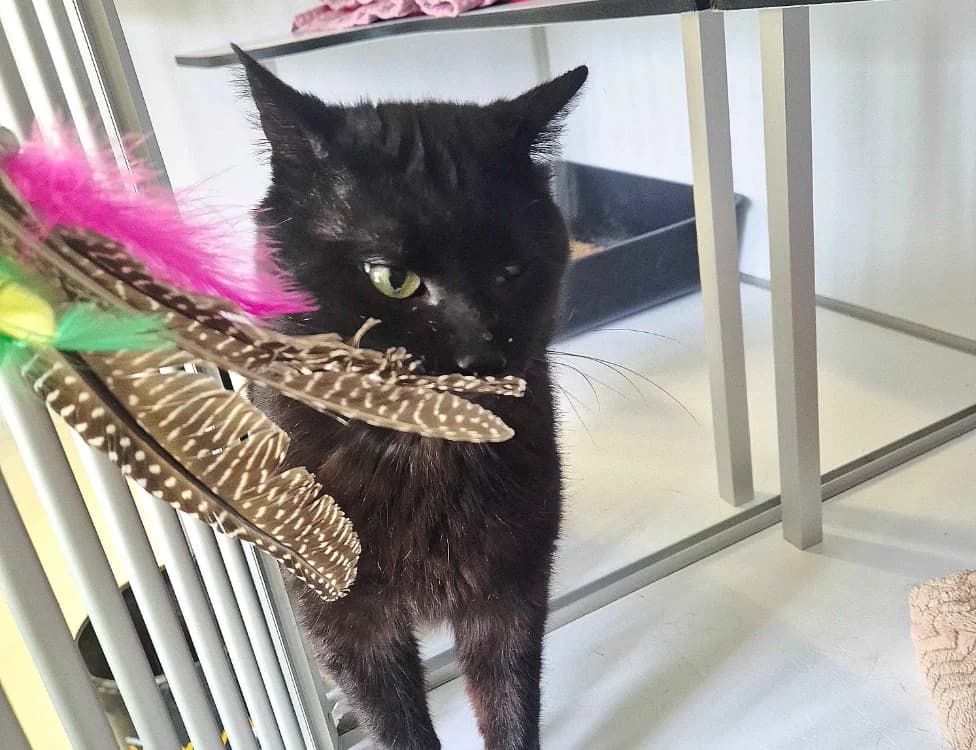 PHOENIX, male 6yo Mixed Breed for adoption at SPA Crozon, Crozon