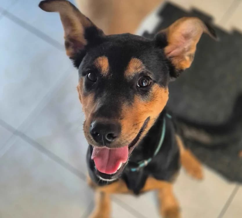 Bambou, male Mixed Breed for adoption at SPA Crozon, Crozon