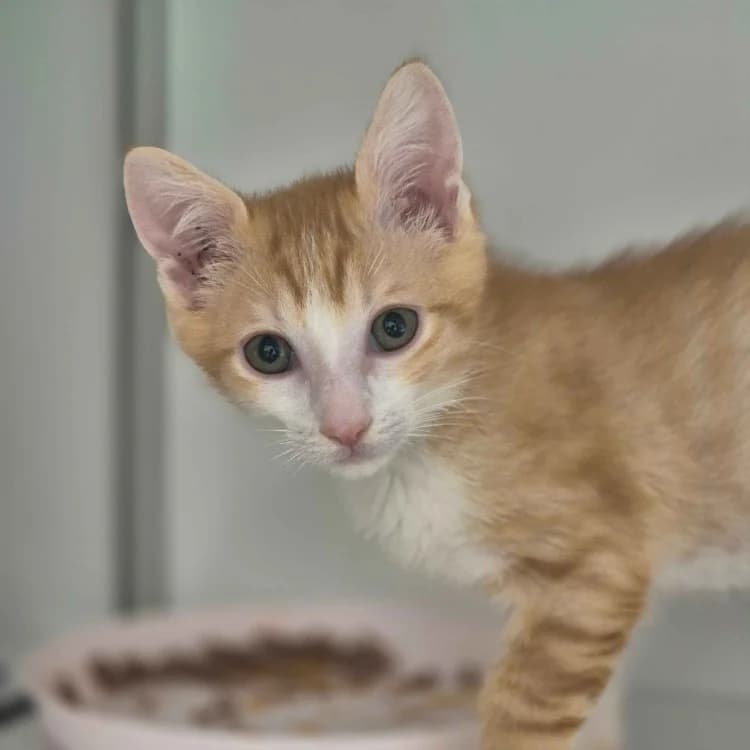 GIROFLE, male Mixed Breed for adoption at SPA Crozon, Crozon
