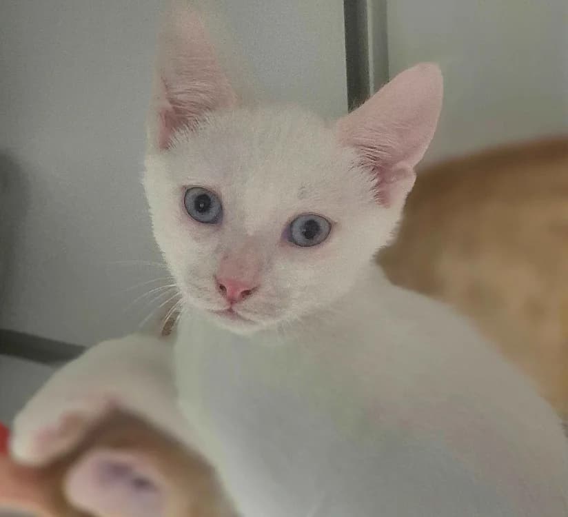 THYM, male Mixed Breed for adoption at SPA Crozon, Crozon