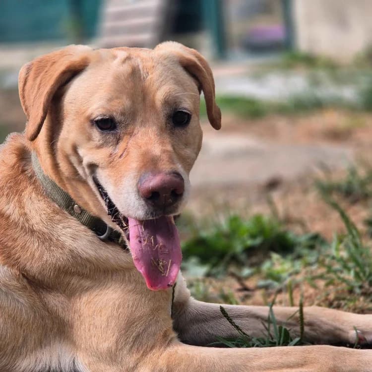 MAX (en cours d'adoption), male 6yo Mixed Breed for adoption at SPA Crozon, Crozon