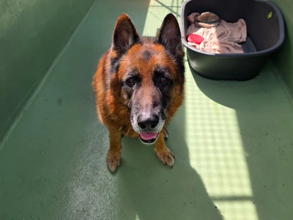 Souk, male senior Mixed Breed for adoption at SPA Crozon, Crozon