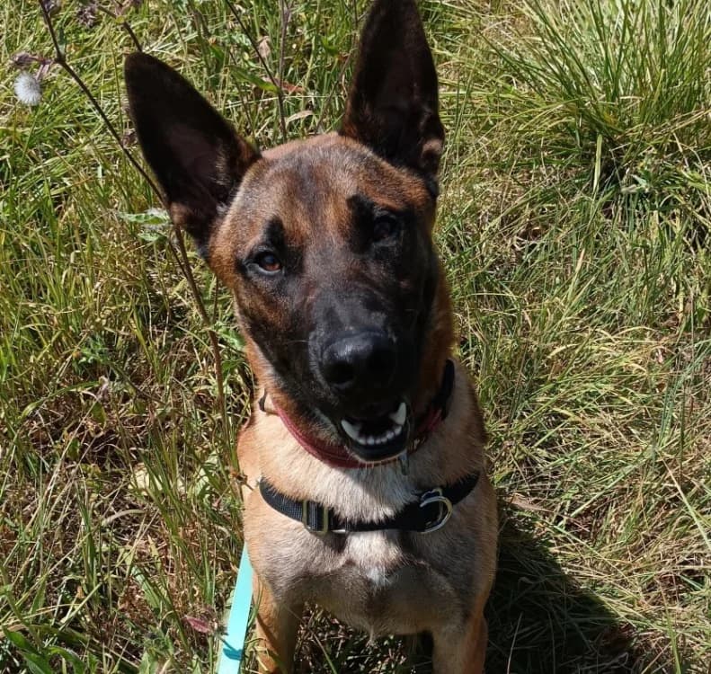 Shanks, male young mixed breed for adoption at SPA Crozon, Crozon