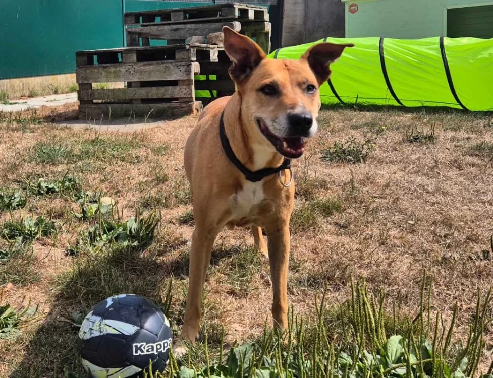 WAKA, female senior mixed breed for adoption at SPA Crozon, Crozon