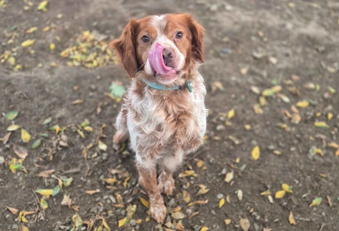Rio, male 7yo Mixed Breed for adoption at SPA Crozon, Crozon