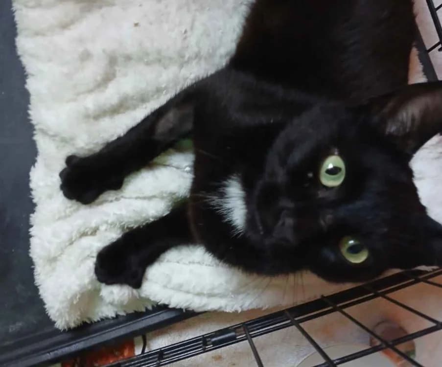 Moon, male 3yo mixed breed for adoption at SPA Crozon, Crozon