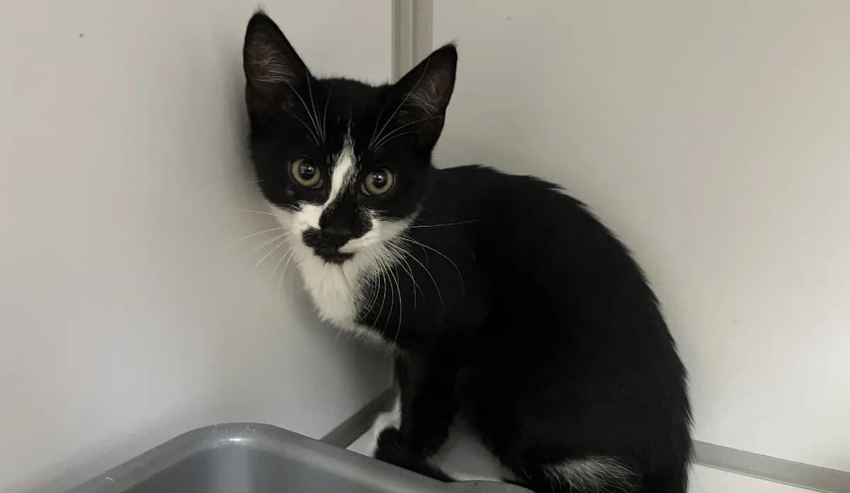 Kiwi, male Mixed Breed for adoption at SPA Crozon, Crozon