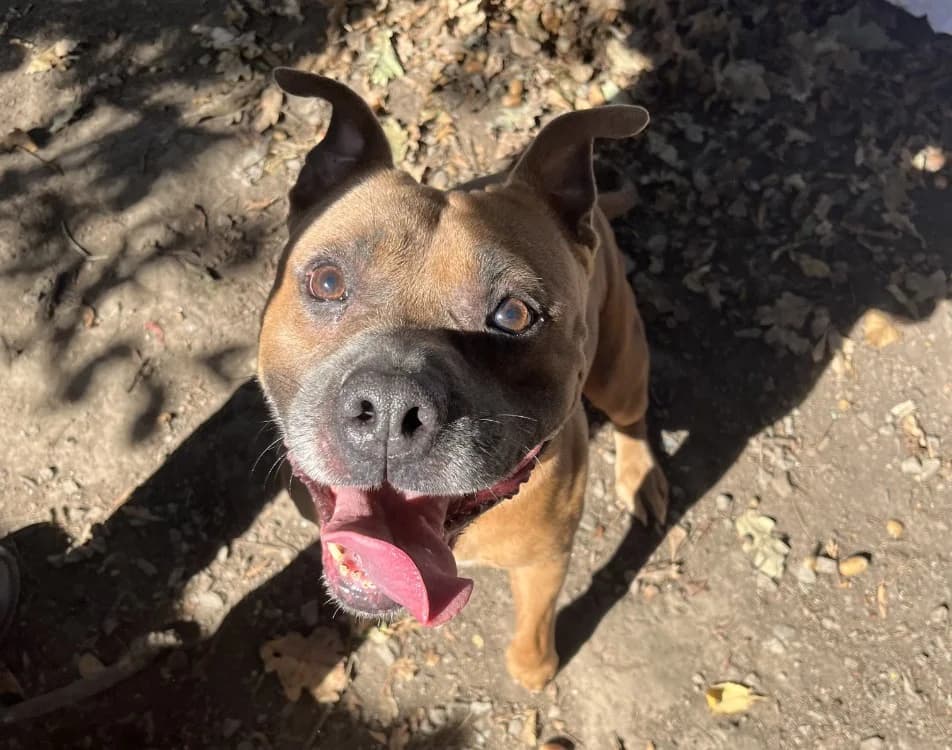 oslo, male senior mixed breed for adoption at SPA Crozon, Crozon