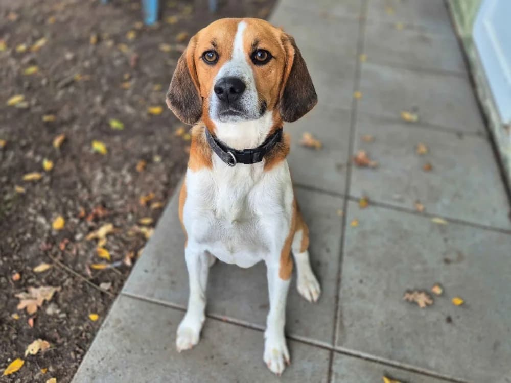Ugo (reserve), male 3yo Beagle for adoption at SPA Crozon, Crozon