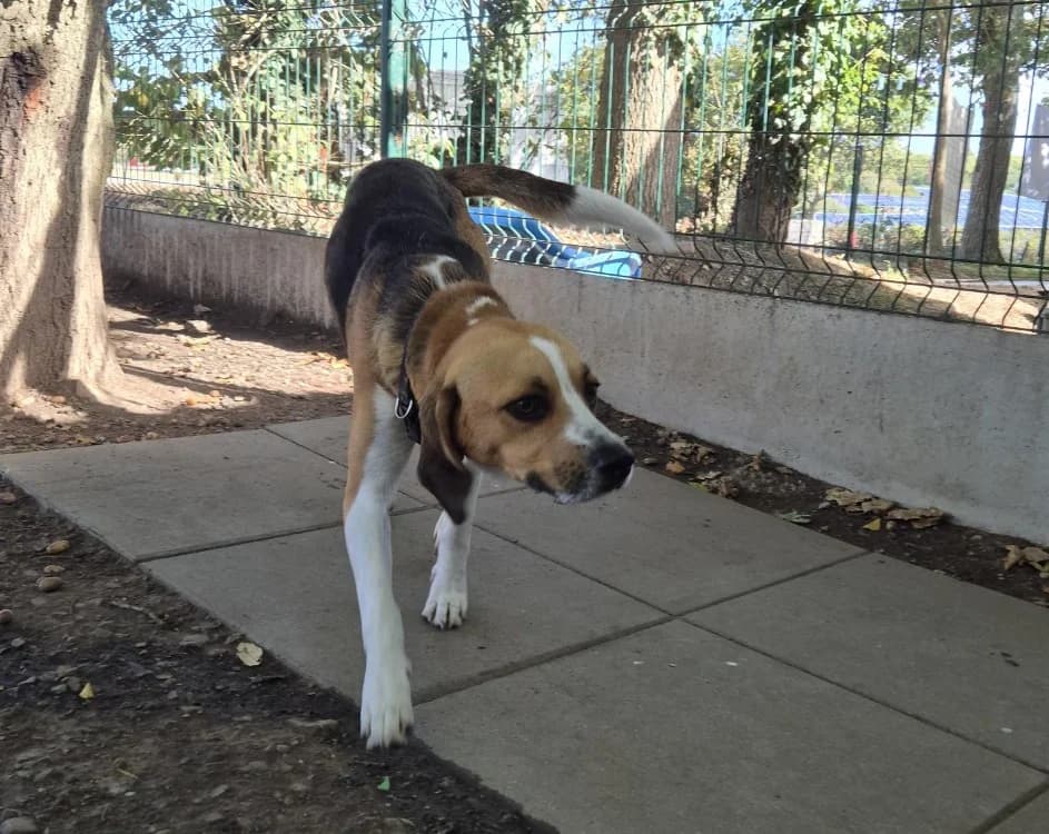 Ugo, male 3yo Beagle for adoption at SPA Crozon, Crozon
