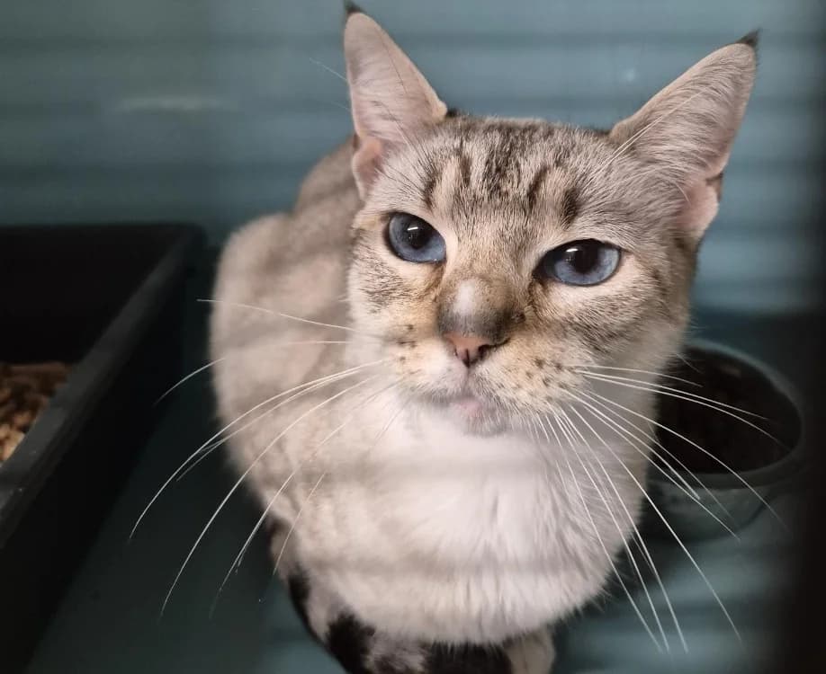 Minette, female young Mixed Breed for adoption at SPA Crozon, Crozon