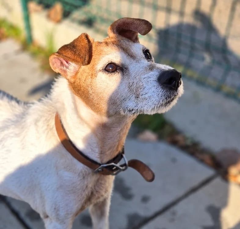 Ianka, female senior Jack Russell Terrier for adoption at SPA Crozon, Crozon