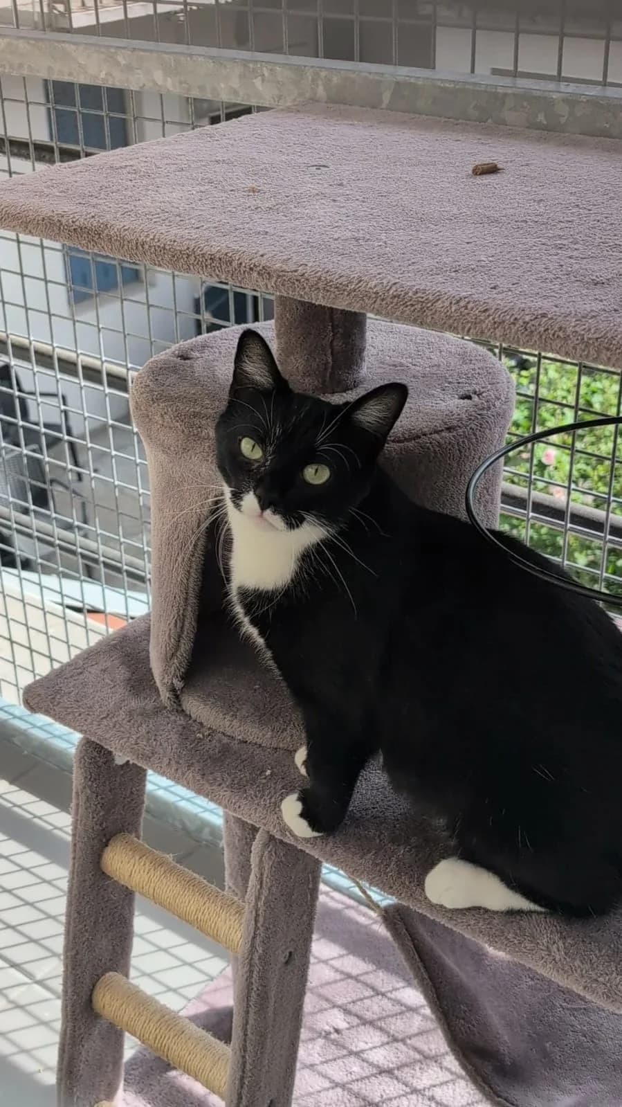 AICHA, female young European Shorthair for adoption at SPA du Dauphine, Grenoble