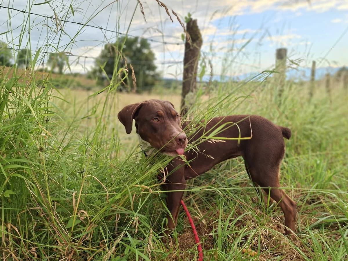 Aidi, female mixed breed for adoption at SPA du Dauphine, Grenoble