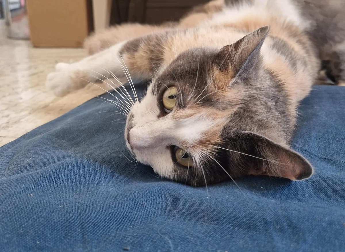 BAYA, female young European Shorthair for adoption at SPA du Dauphine, Grenoble