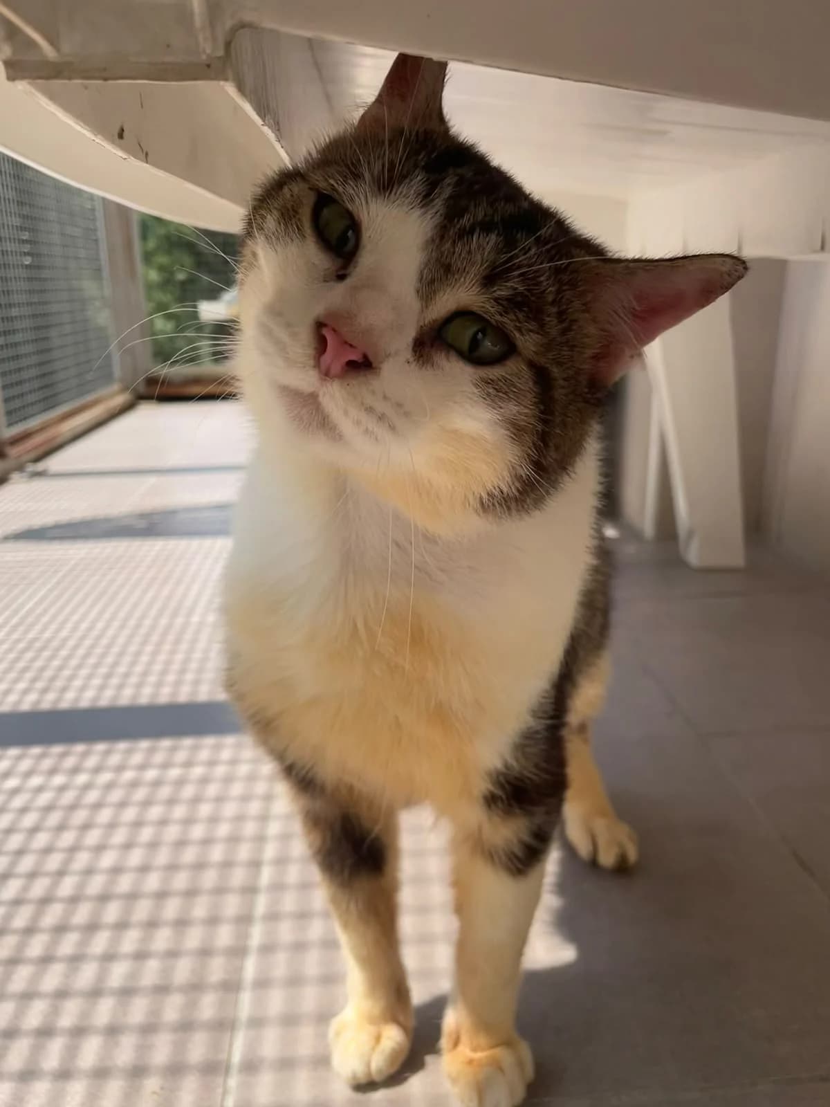 Buddy, male 4yo European Shorthair for adoption at SPA du Dauphine, Grenoble