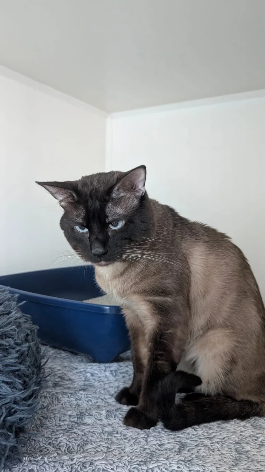 Bulut – Réserve, male young European Shorthair for adoption at SPA du Dauphine, Grenoble
