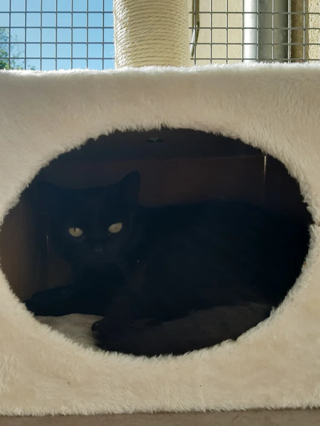 Caline, female 5yo mixed breed for adoption at SPA du Dauphine, Grenoble
